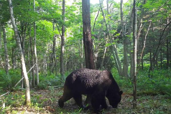 Ursul "Ninja", capturat în Japonia după 4 ani de căutări: a atacat peste 60 de bovine. Urmărirea lui a fascinat presa japoneză