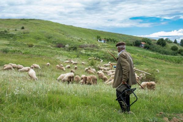 Crimă între fraţi la o stână din Olt. Un bărbat a recunoscut că şi-a ucis fratele, după ce l-a atacat cu o bâtă de mai multe ori