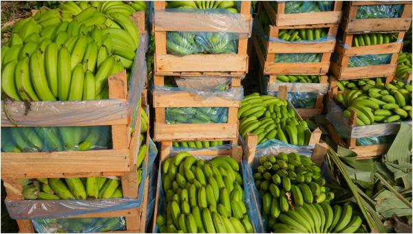 Captură record, în Ecuador. 9,5 tone de cocaină, găsite ascunse în cutii de banane. Lovitură pentru "una dintre cele mai importante organizaţii criminale din lume"