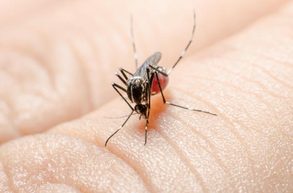 Bărbat de 50 ani infectat cu virusul West Nile, internat la Spitalul de Boli Infecţioase Timişoara. În ce stare se află