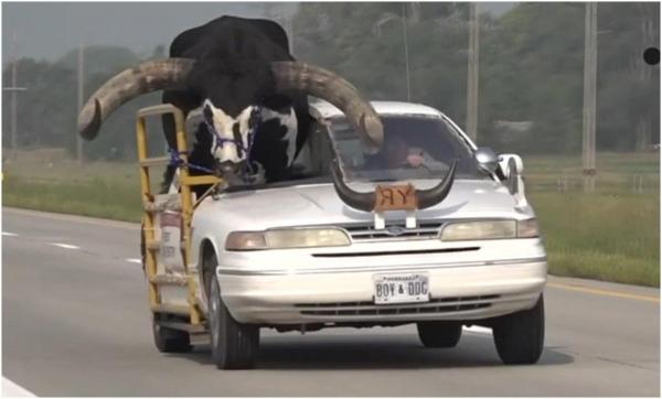 Taur uriaș, plimbat cu mașina pe o autostradă din SUA. Ca animalul să aibă loc, șoferul a tăiat jumătate din plafonul autoturismului