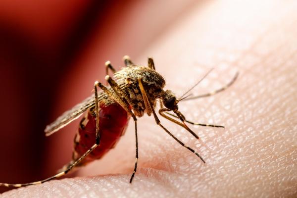 Țânțarii pot răspândi o serie de boli extrem de periculoase pentru oameni