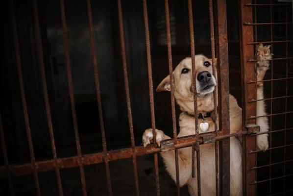 Câine bolav, ucis fără milă de un bărbat din Arad. Ar fi fost rugat chiar de proprietarii animalului să-l omoare