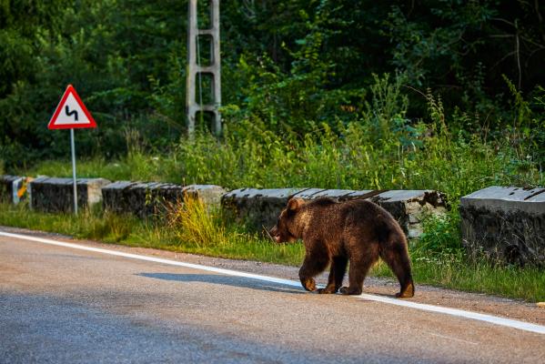 Urs lovit de maşină, în Sibiu