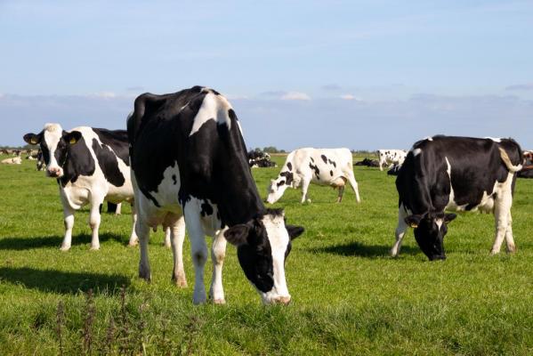 Calcată în picioare până la moarte de o turmă de vaci. Femeia a murit în timp ce îşi plimba câinele pe un câmp din UK