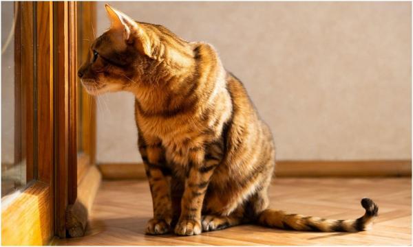 O pisică și-a închis stăpâna pe balcon, după ce a sărit pe ușă, în Liov. Femeia, salvată de o venică care a sunat la poliție