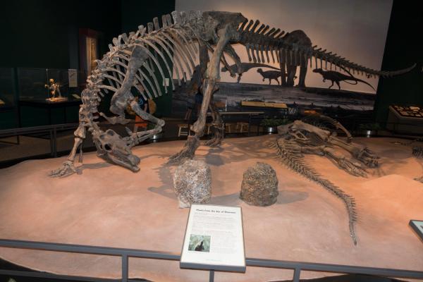 Dinozaurul Barry, scos la vânzare