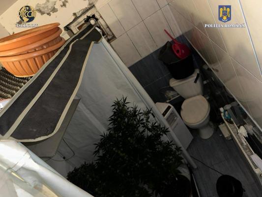 Traficantul de droguri a făcut mulţi bani graţie culturii de canabis din toaletă