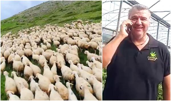 "Săreau mai sus decât caprele!" O turmă de oi a mâncat 300 de kilograme de canabis medicinal, după ce a dat iama într-o seră din Tesalia, în Grecia