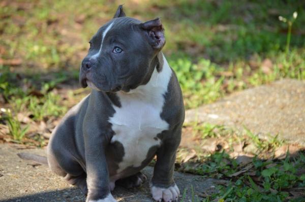 Amendă usturătoare pentru un bărbat din Botoşani care şi-a chinuit câinii