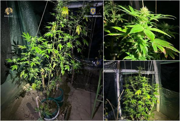 Profesor de engleză din Bacău, bănuit de trafic de droguri. Procurorii au descoperit o cultură de canabis într-o seră de-a acestuia