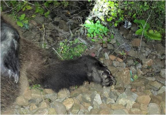 Urs accidentat mortal pe o şină de cale ferată, în Dolj. Trenul circula pe ruta Craiova-Târgu Jiu