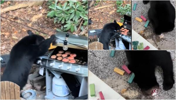 Doi ursuleți s-au "alăturat" unor turiști care încingeau un grătar la o cabană, în SUA. Le-au mâncat burgerii, apoi, de sete, au băut și o Cola