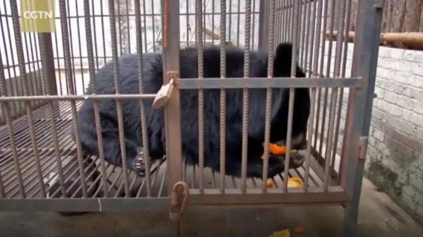 O femeie din China a adoptat un urs himalayan şi a avut grijă de el pentru doi ani.