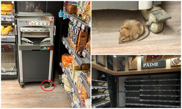 Şobolan surprins în magazinul Mega Image Domenii