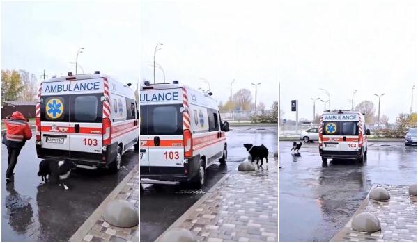 Aşa arată devotamentul. Un căţel "încăpăţânat" refuză să-şi părăsească stăpânul, luat pe targă de paramedici. Cum îi înduplecă pe salvatori să-l lase în ambulanţă