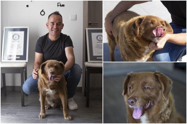 Vârsta lui Bobi, cel mai bătrân câine din lume, pusă la îndoială. Animalului i-a fost suspendat tilul, după ce a murit la 31 de ani