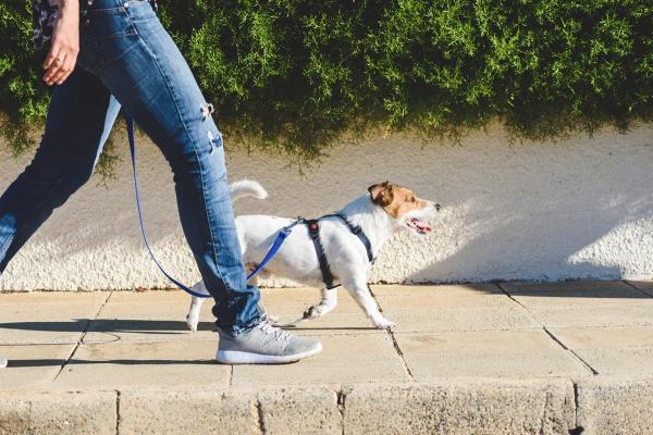 Catalog ADN pentru câini, pentru a scăpa de mizeria de pe străzi. Amenzi de peste 1.000 de euro pentru proprietarii care nu respectă regulile