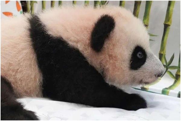 Povestea primului panda gigant venit pe lume în Rusia. Născută dintr-un dar diplomatic, Katiuşa are acum 4 luni şi o stare perfectă de sănătate