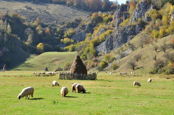 România va exporta din nou de oi, vaci şi capre către Maroc. Ce alte produse vom mai trimite