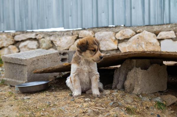 Ce trebuie să faci dacă vezi un câine fără stăpân pe stradă