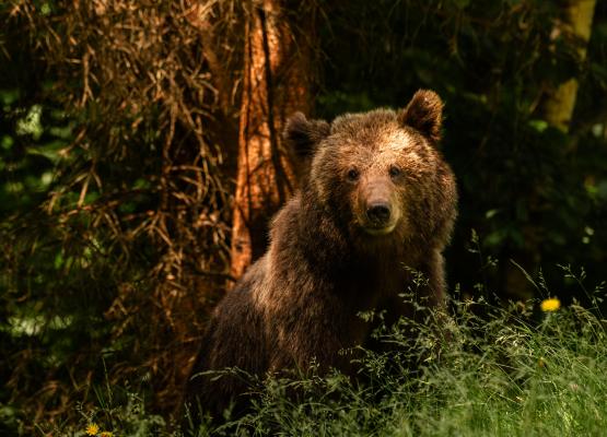 Bărbat atacat de urs, în Prahova