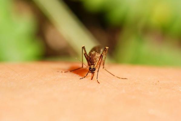 Explozie de cazuri de febră dengue într-un oraş din Italia. Primele simptome ale bolii