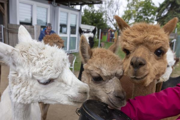 Cum ne pot îmbolnăvi interacţiunile cu alpaca. Avertismentul experţilor germani