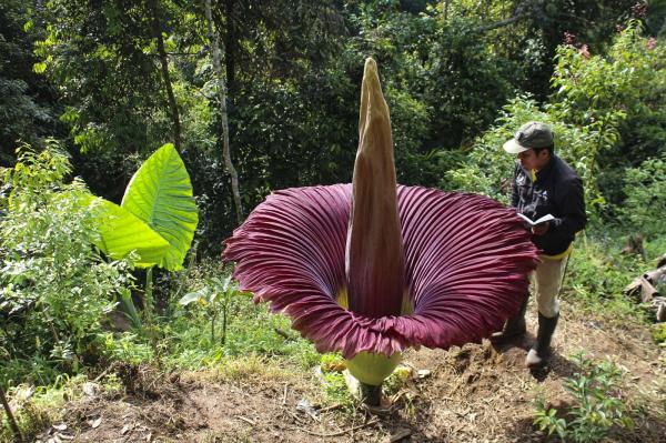 "Floarea cadavru" atrage mii de vizitatori curioşi la o grădină din Australia. De ce este numită aşa