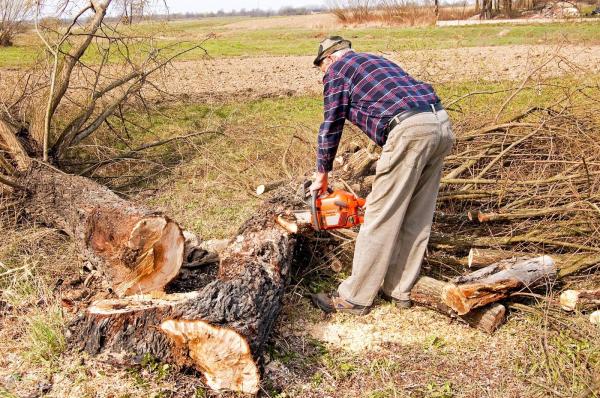 Un bărbat de 51 de ani a murit strivit de un copac într-un sat din Bistriţa-Năsăud