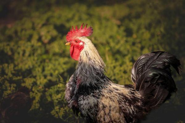 Un englez a fost amendat după ce cocoşul său i-a supus pe vecini la "tortură"