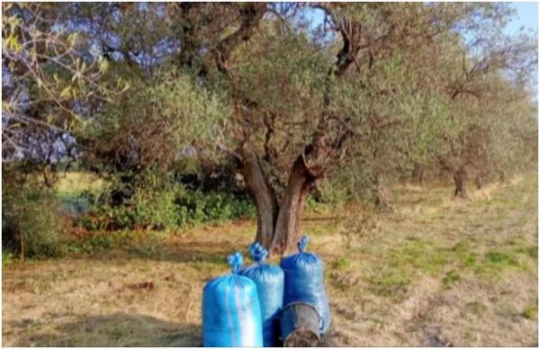 Român din Italia, arestat după ce a furat sute de kilograme de măsline dintr-o plantaţie și a rănit un polițist cu un cuțit. Doi compatrioți l-au ajutat