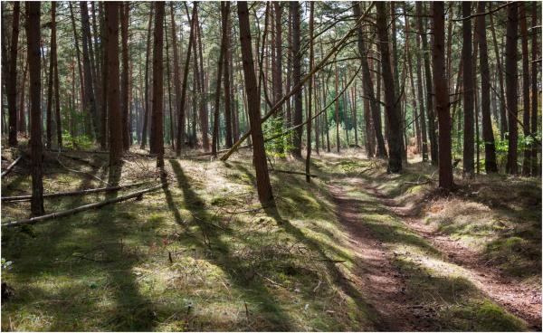 A înjunghiat un preot în curtea unei mănăstiri, apoi s-a sinucis. Bărbatul din Republica Moldova s-a spânzurat într-o pădure