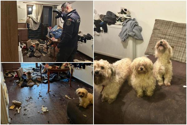 Mai mulţi câini şi o pisică, găsiţi în condiţii de groaznice, într-un apartament din Ilfov. Mirosul insuportabil şi gălăgia au alertat vecinii