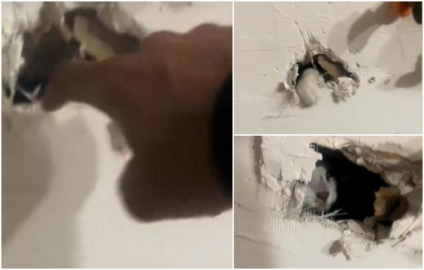 "Mi-a venit să plâng". Auzea zgomote din peretele din bucătărie, aşa că a decis să îl spargă să vadă ce este acolo. Descoperirea şocantă făcută de femeia din SUA