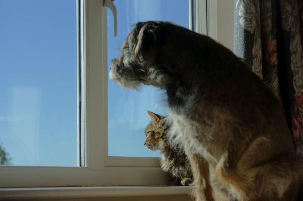 Apartament din Vulcan, plin cu animale chinuite. Un câine n-a mai aşteptat salvarea: a sărit pe geam, de la etajul 8, când au ajuns poliţiştii