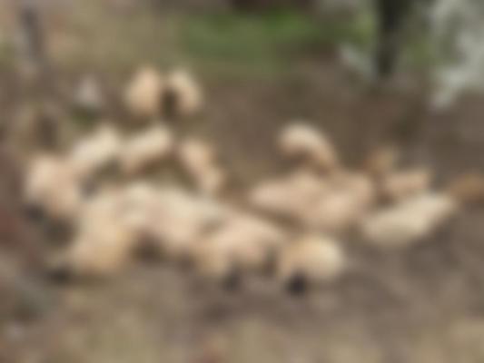 Oi atacate de șacali, în Timiș. Unele au fost ucise, altele, de frică, au intrat într-un loc strâmt și au murit sufocate