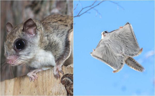 Piaţa imobiliară din Finlanda, dată peste cap de veveriţele zburătoare. La ce trebuie să fie atenţi constructorii