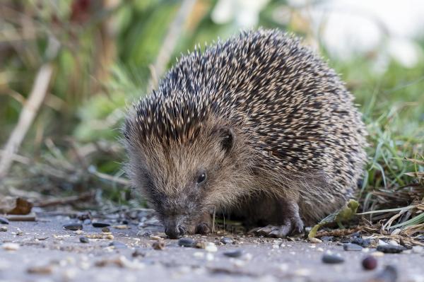 O bătrânică a crezut că a găsit un arici pe marginea drumului şi l-a îngrijit o noapte. Ce i-a spus veterinarul că era de fapt