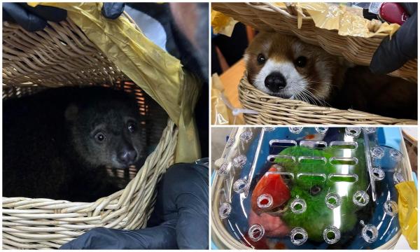 Şase indieni, prinşi cu 87 de animale exotice în valize, pe aeroportul din Bangkok. Încercau să scoată din ţară şi un panda roşu