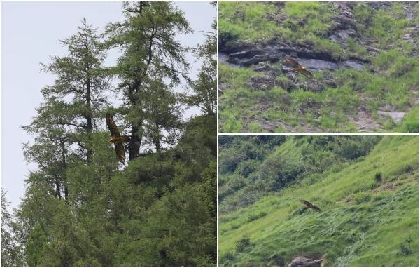 Un vultur negru doborât deasupra României. Fremuth, care a parcurs de multe ori întregul continent, a fost rănit cu o armă de vânătoare. S-ar putea să nu mai zboare