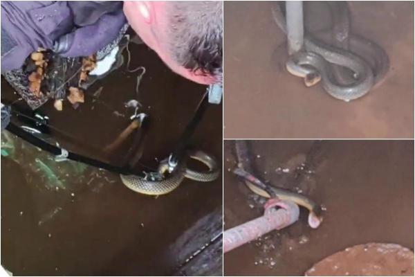 Musafirul nepoftit peste care au dat mai mulţi muncitori la o staţie de epurare a apei din Mehedinţi. Reptila de 2 metri a fost îndepărtată cu greu