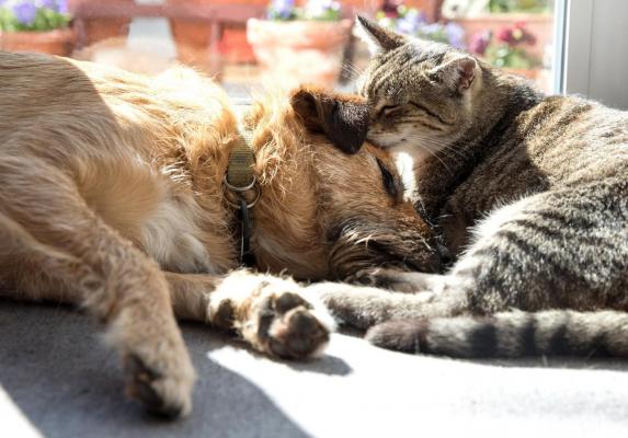 Un cuplu din Franţa care ţinea 160 de câini şi pisici în condiţii mizere a primit interdicţia de a mai avea animale de companie vreodată