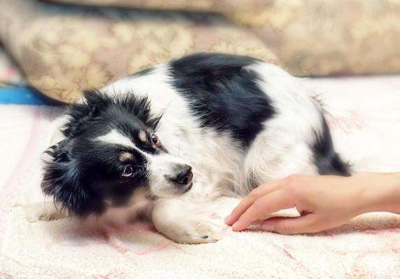 Cruzimea unui bărbat din Argeş, care şi-a torturat şi bătut zile întregi căţeluşul. Animalul a murit în chinuri groaznice