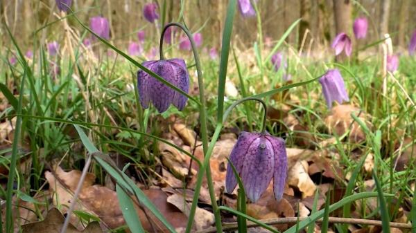 Plante ocrotite de lege în România