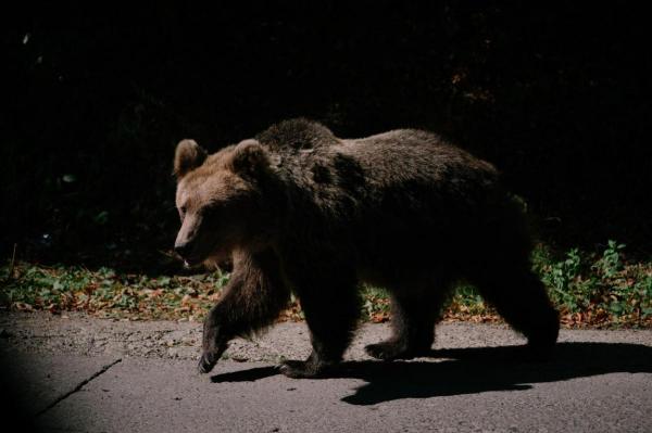 Mesaj RO-Alert în Sinaia. Un urs a fost văzut în zona Furnica