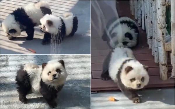 Grădină Zoo din China, acuzată că a băgat câini vopsiţi în cuşca urşilor panda. Cum au reacţionat vizitatorii