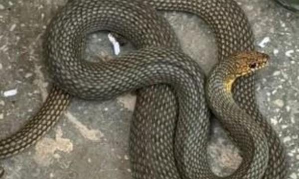 "Surpriză" care îngheaţă sângele-n vene: un şarpe de peste 1,5 metri, într-o casă din Mehedinţi