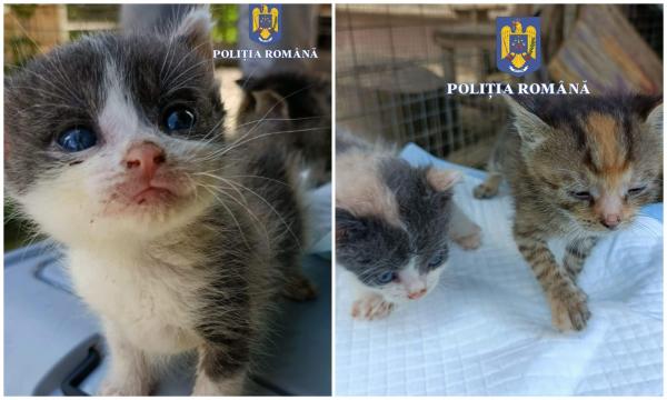 Amenda primită de un bărbat care a abandonat 5 pui de pisică abia născuţi la tomberon, în Caraş Severin