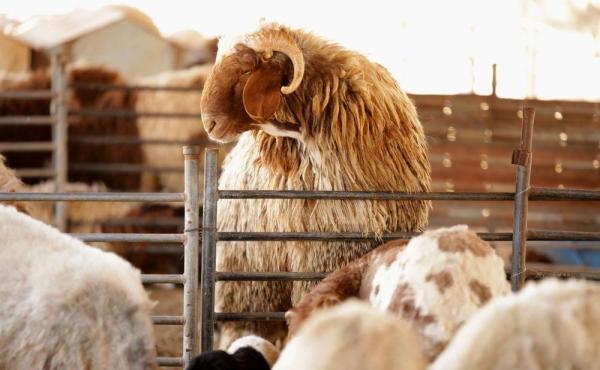 Cinci oameni au ajuns la spital, iar peste 50 de oi au murit, după ce au fost spălate cu o substanță chimică la o fermă din Argeş